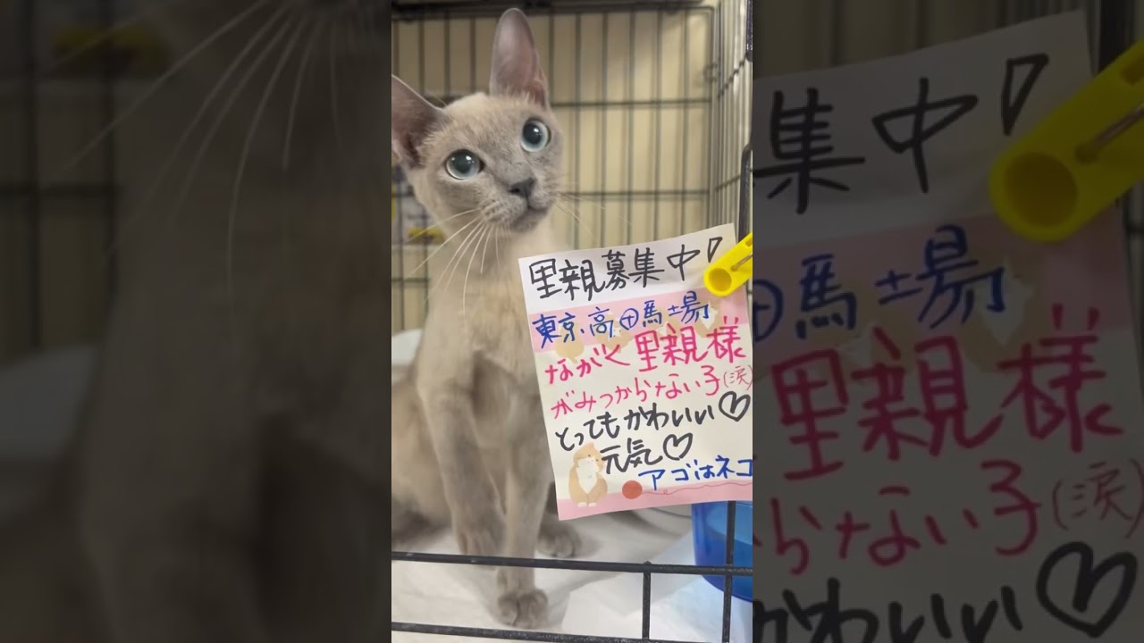 長く里親さまが見つからない子です😭とっても元気‼️可愛いﾆｬﾝちゃんです。#トンキニーズ　女の子　生後約7か月　#里親募集中子猫アゴはネコ