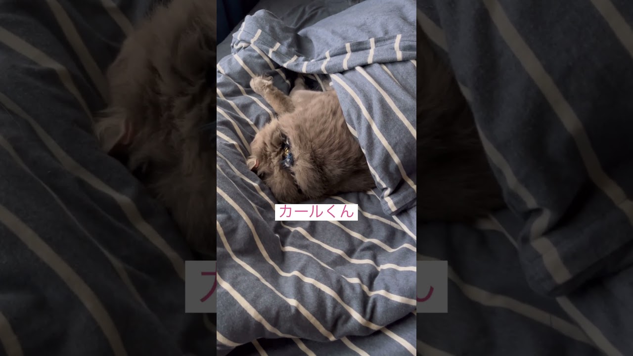 まったりとした朝 #ねこ動画 #アメリカンカール #猫のいる生活