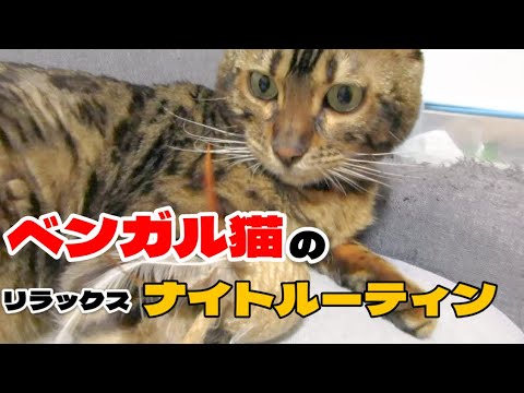 【ベンガル猫】ベンガル猫のリラックスした ナイトルーティン