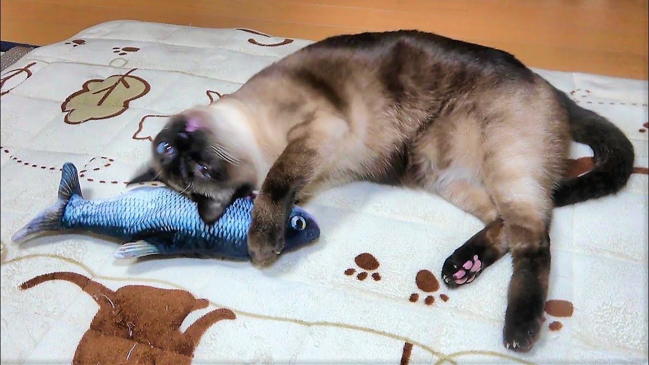 魚のおもちゃに食いつくシャム猫にスイッチを入れた結果😁