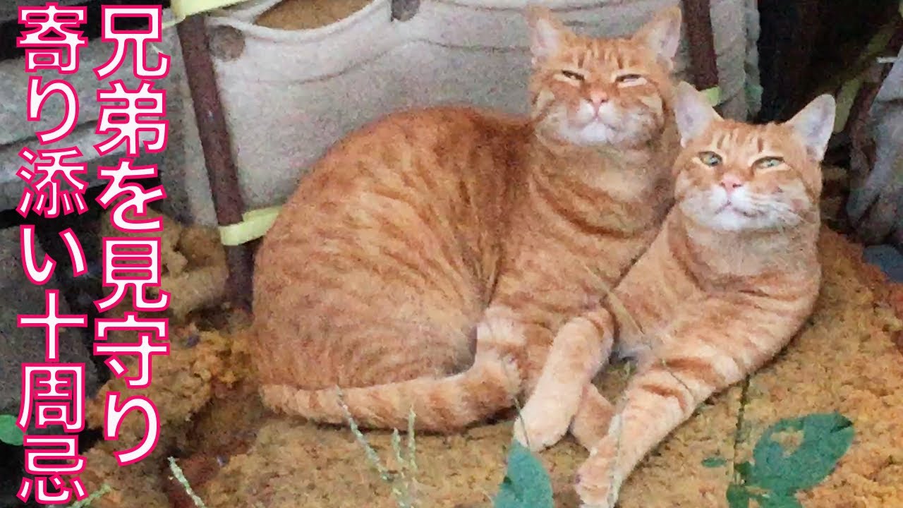 心優しきナイーブ猫、兄弟に寄り添った十周忌 My tabby 'NIGO' tenth anniversary of passing