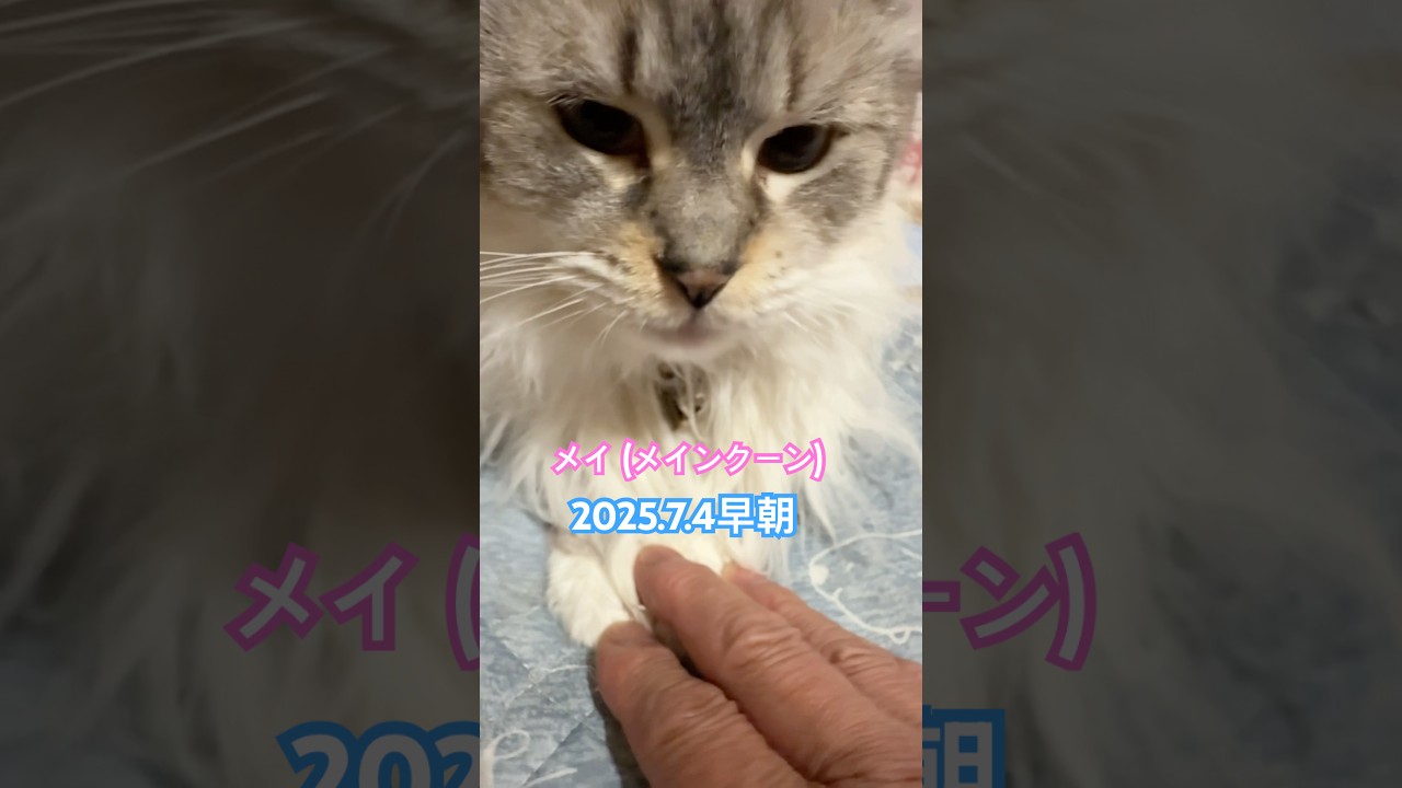 メイ『メインクーン』 2025.7.4早朝 #メインクーン