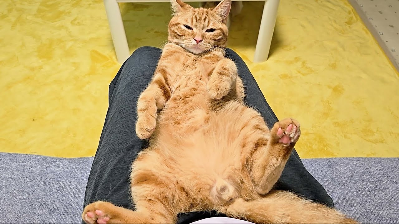 0歳の子猫を本気で叱ったらこうなっちゃいました...