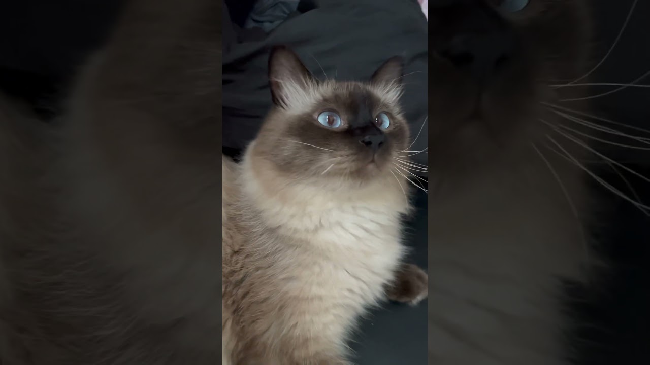 ヒマラヤン猫ちゃんは、携帯向けてたら遊び心に火がついた #cat #catlover #cute #かわいい猫 #ねこのいる生活 #ねこ動画 #ヒマラヤン #猫