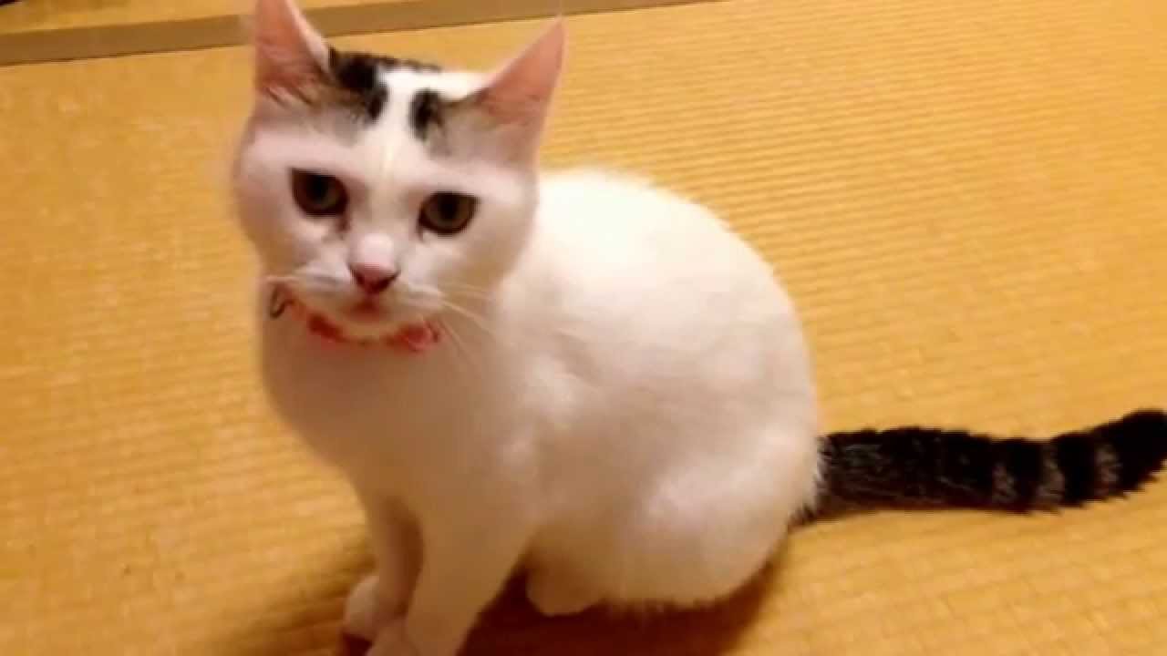 捨て猫ももちゃん ターキッシュバン？