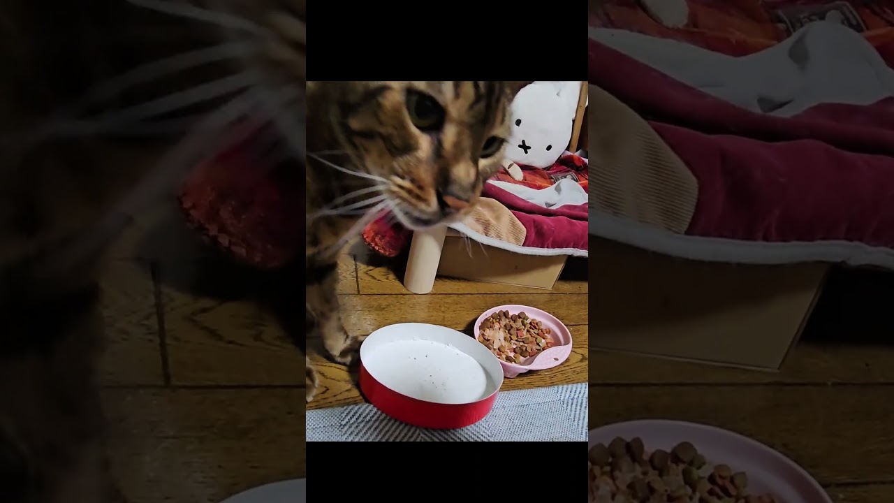 これ頂戴 #猫 #cat #ベンガル