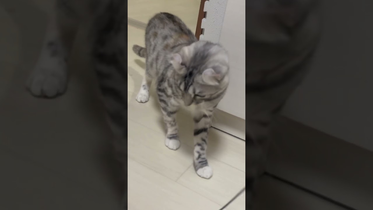 ちょこちょこちょこ　#猫と寝る #猫 #アメリカンカール #cat #ネコ