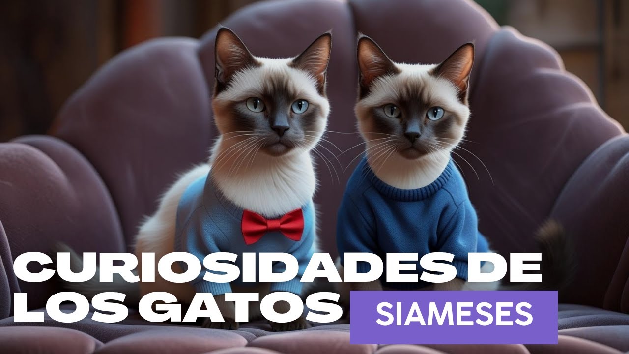 CURIOSIDADES DE LOS GATOS SIAMESES