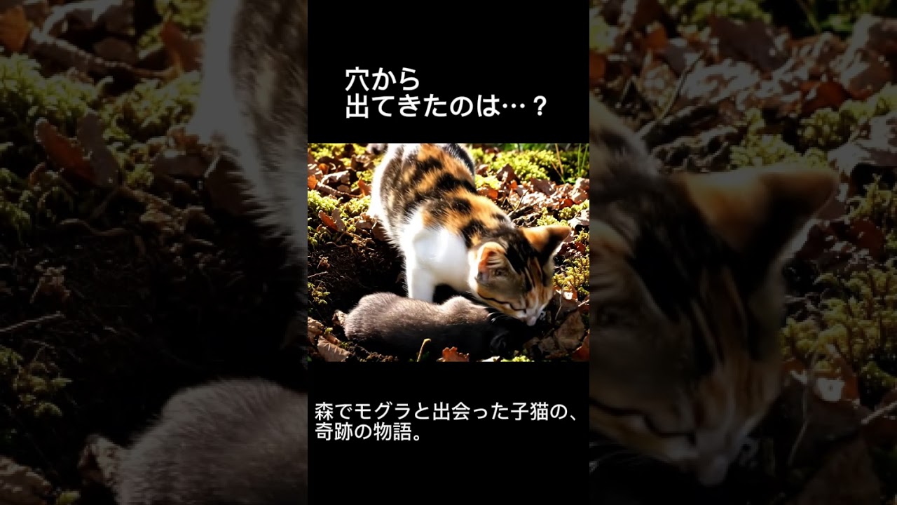 AI 「穴から出てきたのは…？」森でモグラと出会った子猫の、奇跡の物語。