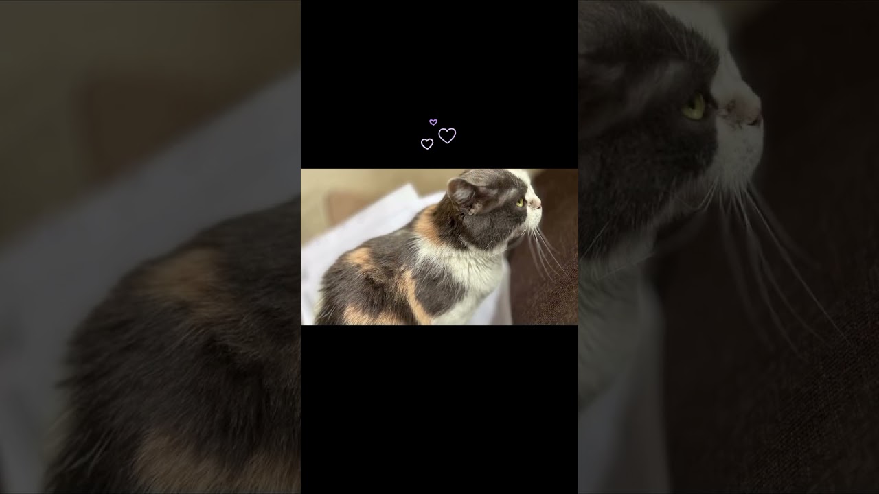 ②うちの猫2025.7.2#立ち耳スコティッシュフォールド #ねこ #ねこのいる暮らし #ねこ動画 #ねこのいる生活 #ねこ好き #ねこのいる日常