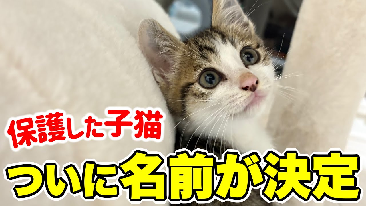 【発表】保護した子猫の名前がついに決まりました
