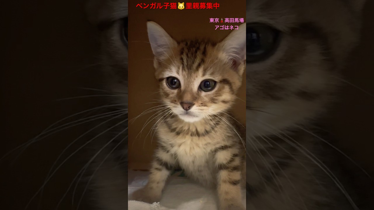 #里親募集中子猫アゴはネコ #ベンガル子猫