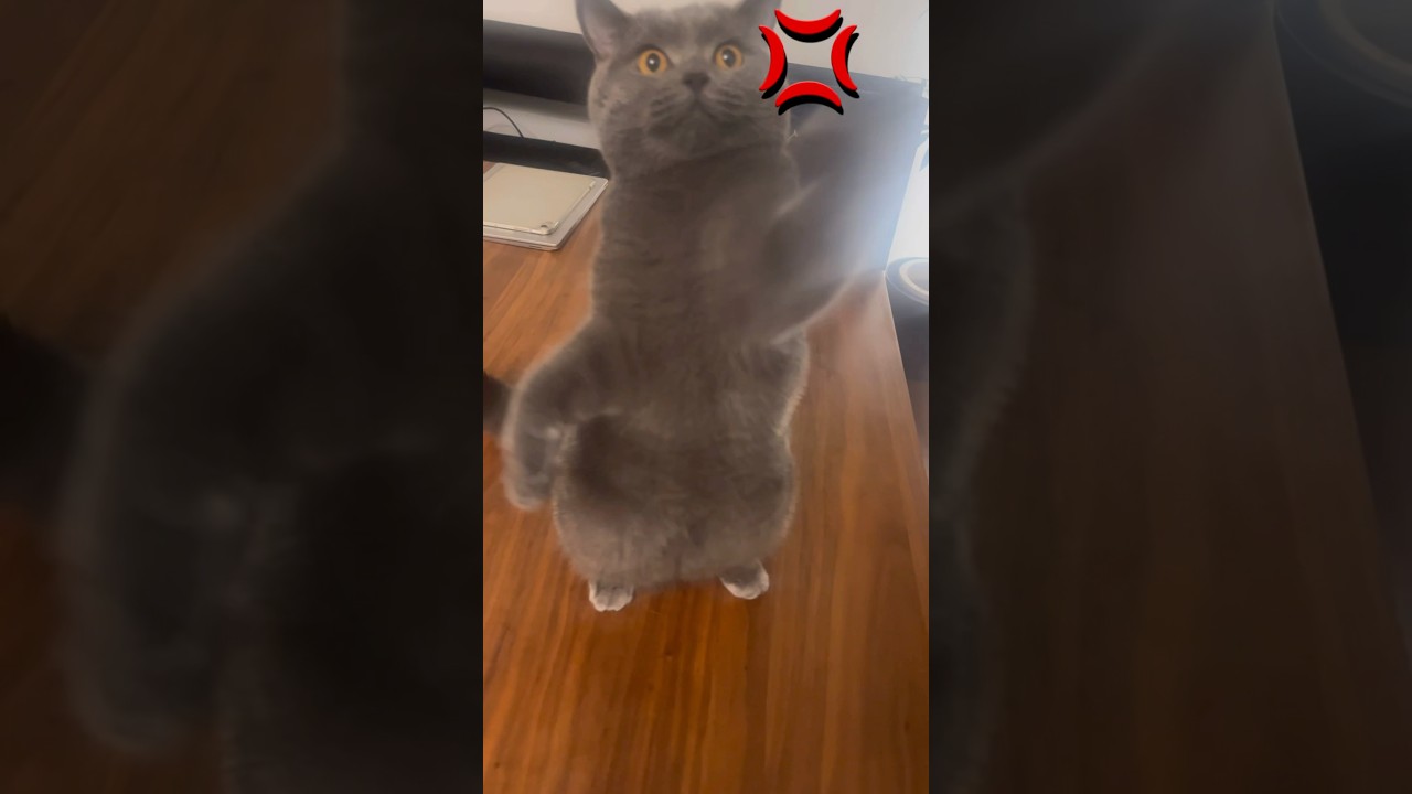猫をイライラさせてみた#shorts #ブリティッシュショートヘア #ロシアンブルー #cat #猫のいる暮らし #子ネコ