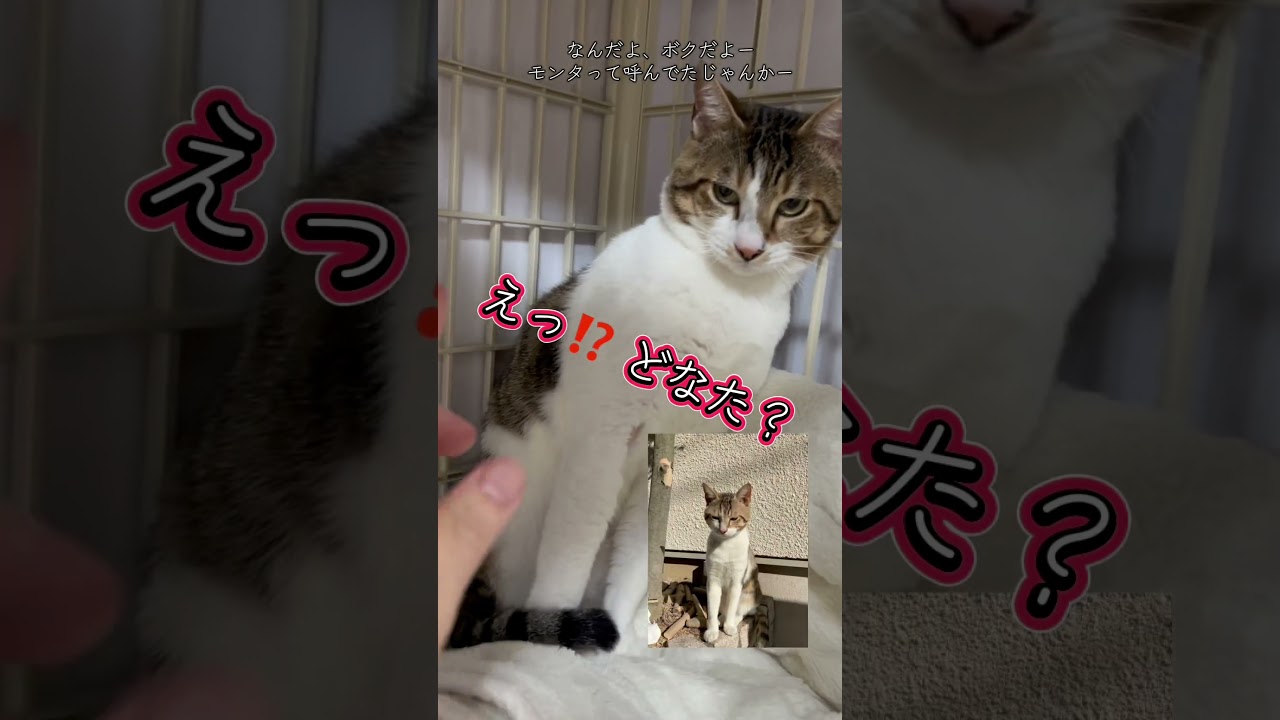 大晦日の朝，子猫に間違われるほど，ガリガリだったモンタ，ちゃんと大きくなって，大きなしあわせ掴むんだよー #ねこけん #保護猫 #シェルターボランティア #保護猫譲渡会