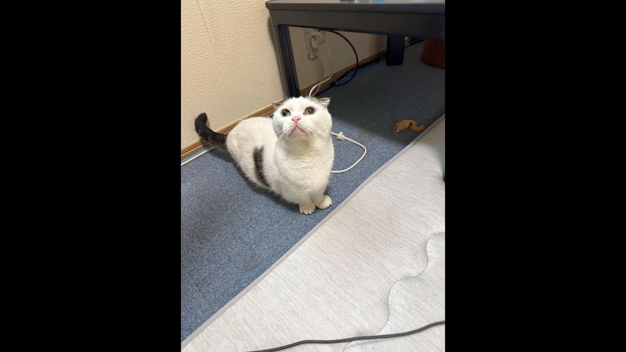 猫ライブ配信🐱かいちゃん🐱ハチワレ猫🐱202500702at Live streaming #猫 #ショート  #かいちゃん  #猫ライブ #live