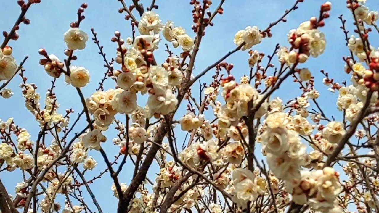 北国の春の訪れを感じてきました【ヒマラヤン猫】