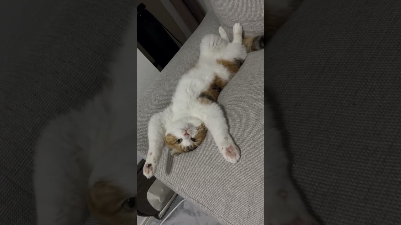 へそ天ばんざ〜い！アボちゃん👍🐈#スコティッシュフォールド