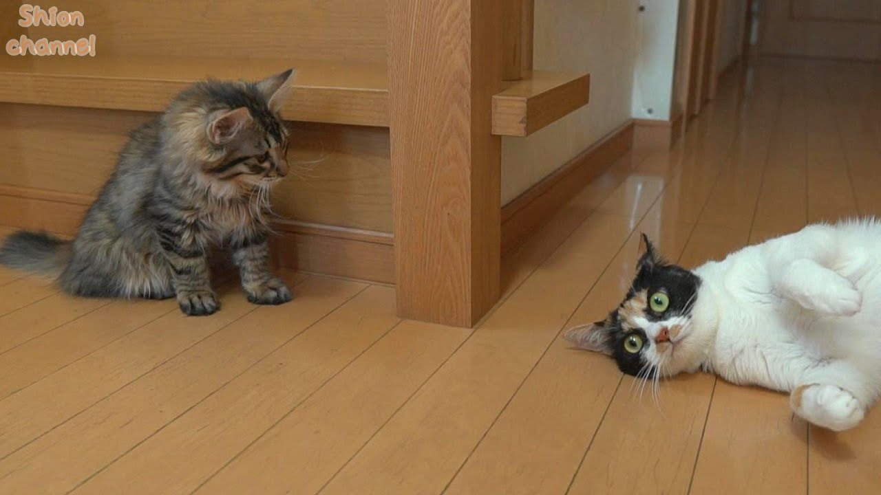 不器用な先住猫が子猫と一緒に遊ぼうとした結果…