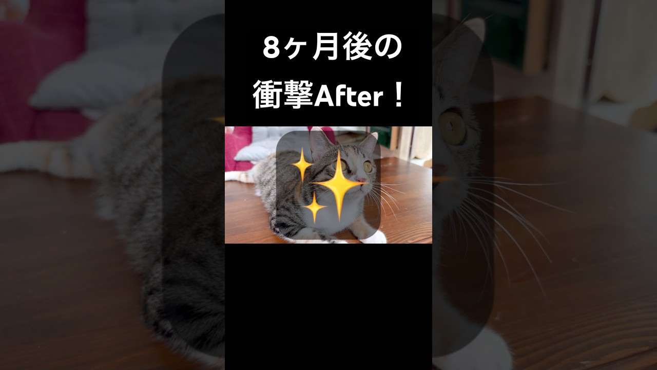 この子が、あのときの子猫？驚きのビフォーアフター #cat #三毛猫 #茶トラ #猫のいる暮らし #保護猫 #cats #catlovers #shorts