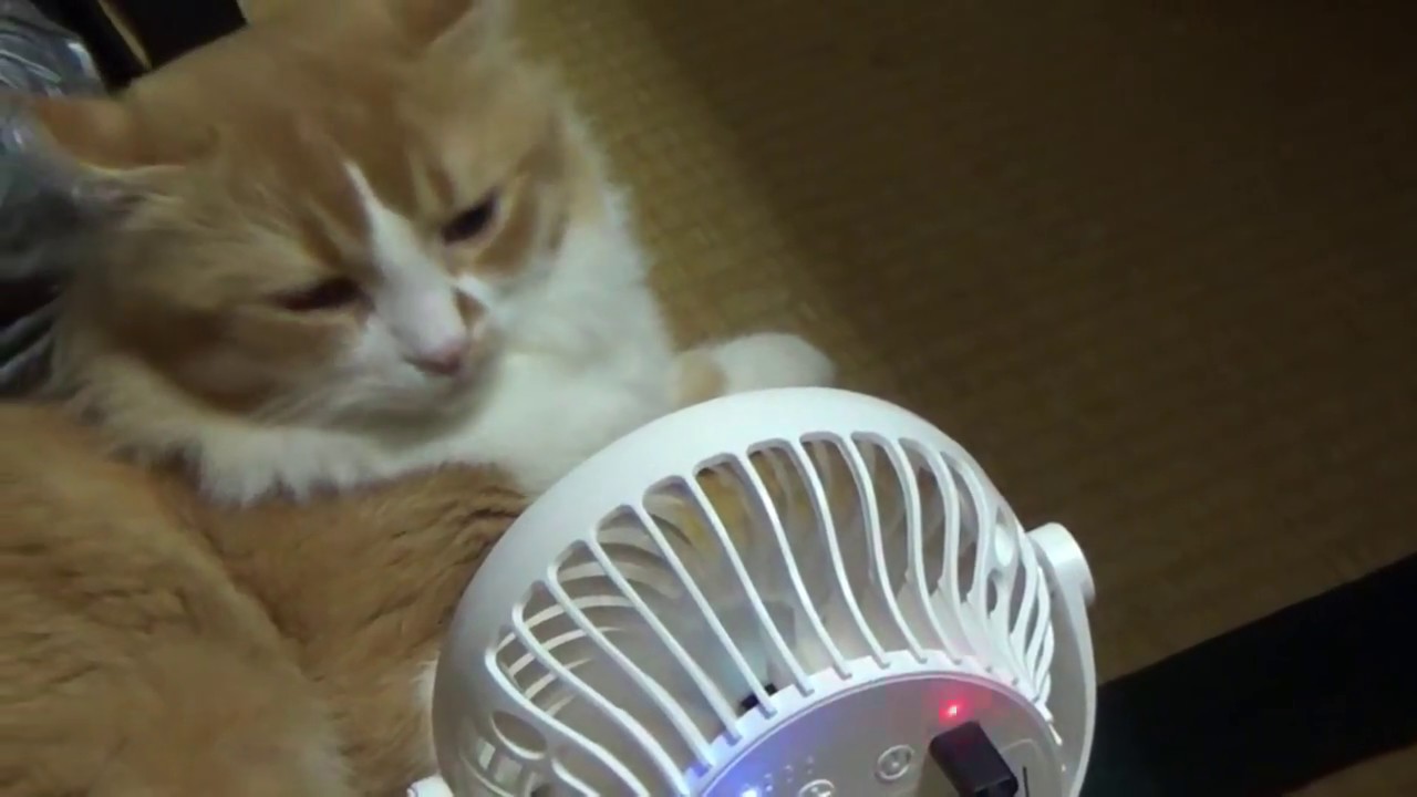 🐈アメリカンカール（American Curl）⑫猛暑には扇風機？