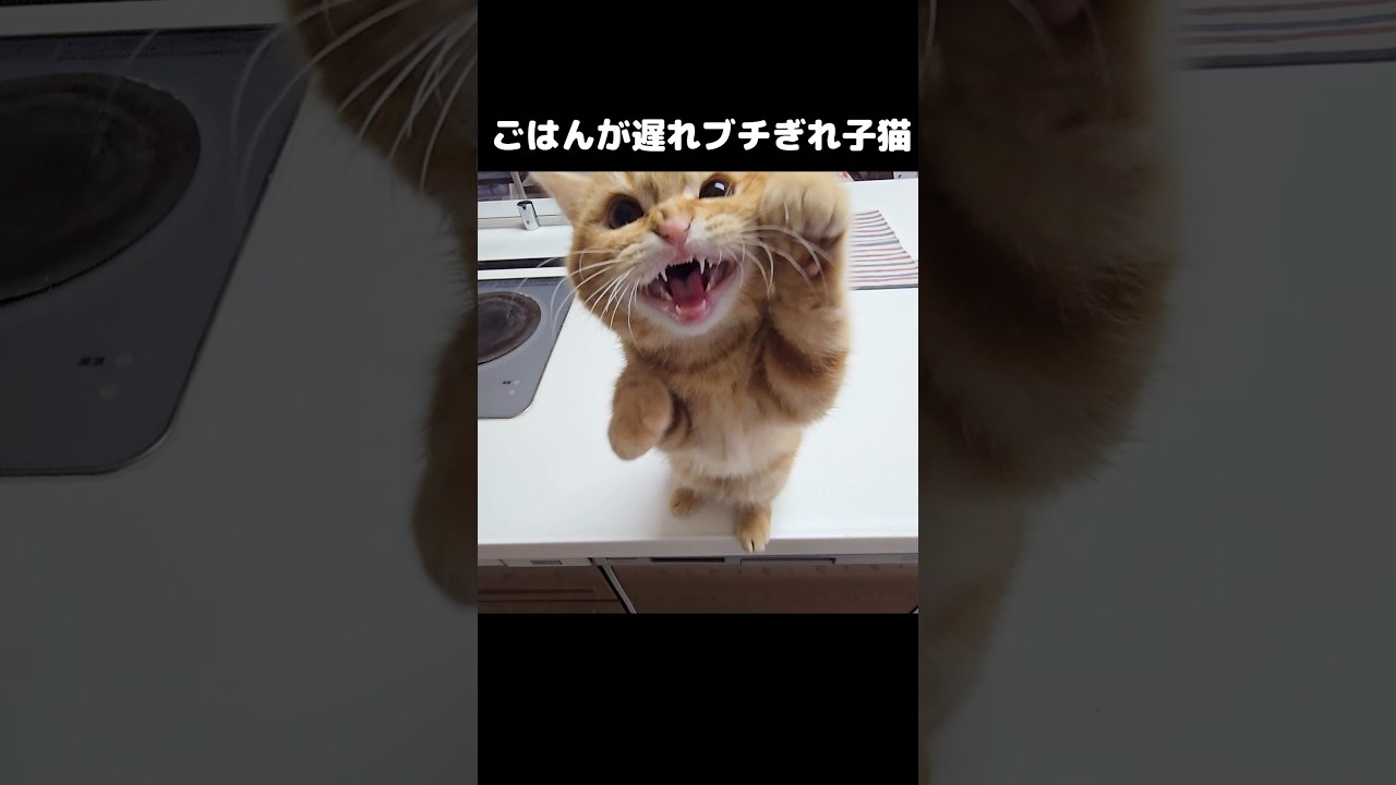 ごはんが遅れブチぎれた子猫がかわいい...笑#shorts