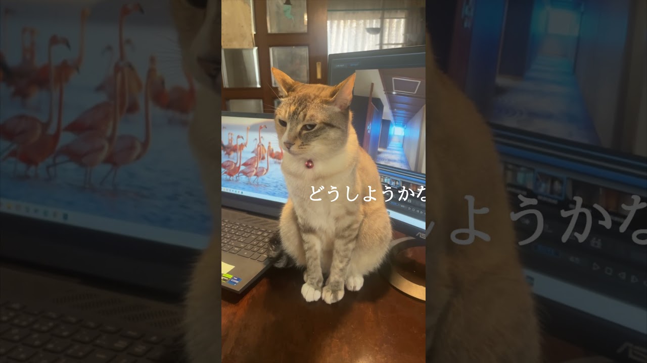 どかない猫　#どかない猫 #保護猫 #シャムミックス #cat #ねこ #猫のいる暮らし #shorts
