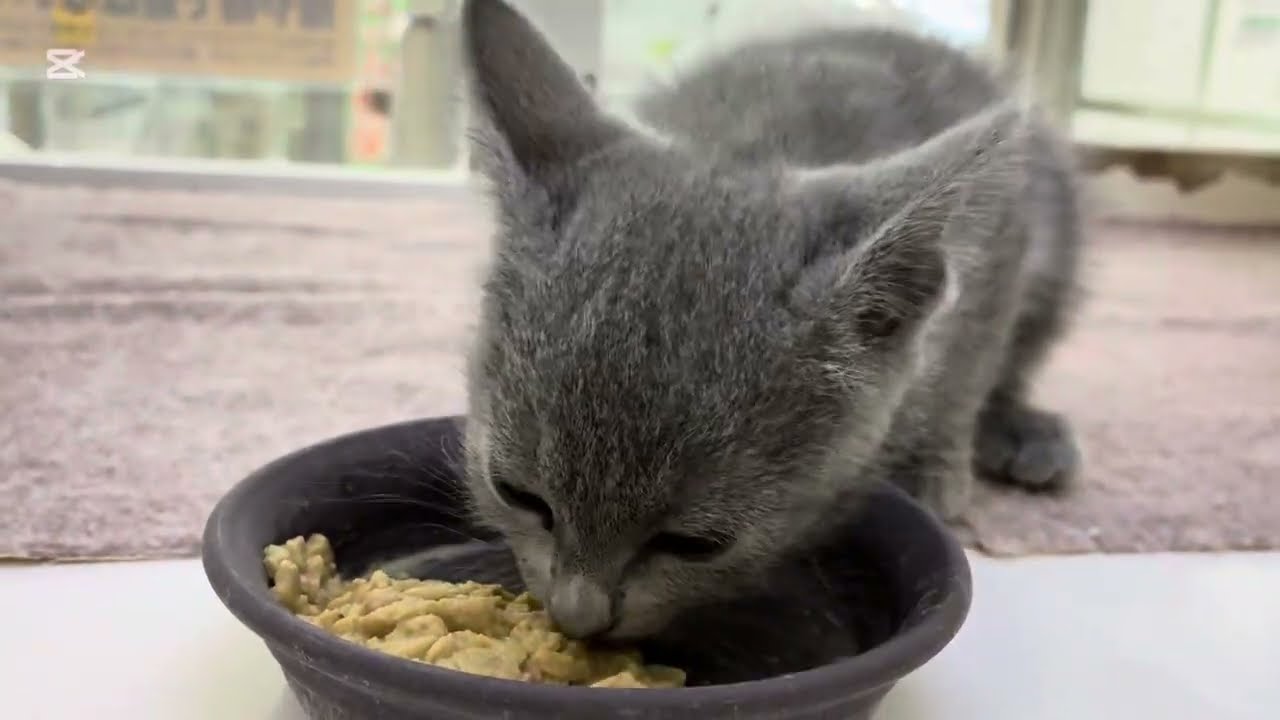 【2025.7.2撮影】ロシアンブルーちゃんのもぐもぐタイム♡