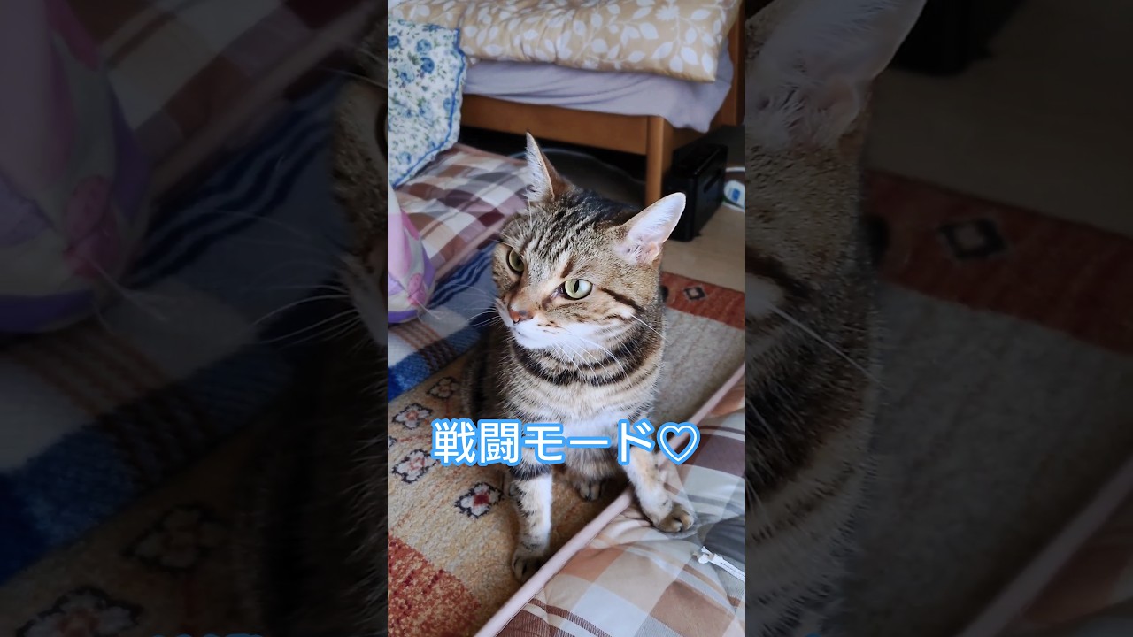 役者になりきれなかった僕🐈️♡【ガッチャマンの歌♫】 #猫#cat#ねこ#shorts#ネコ