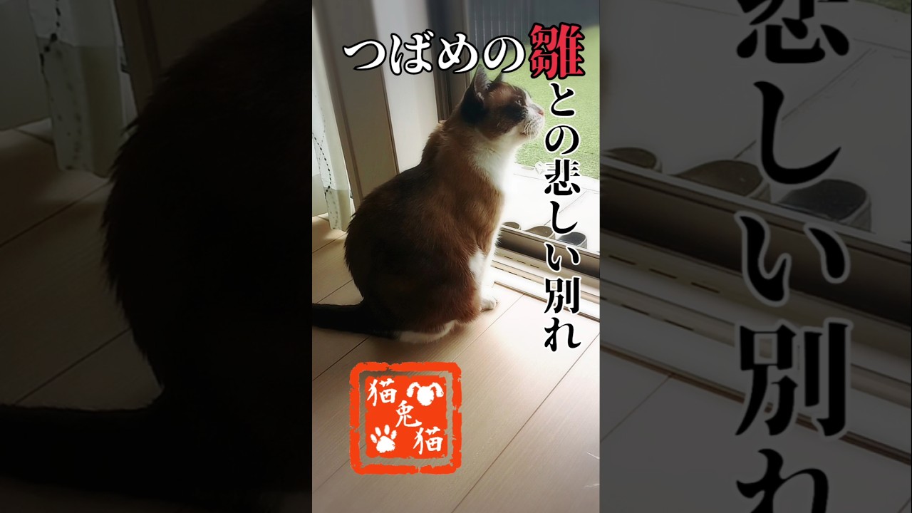 突然すぎて受け入れられない #tnr #cat #スノーシュー猫 #猫のいる暮らし #ねこ #youtube #保護猫 #ツバメの巣  #猫好きさんと繋がりたい #燕の雛