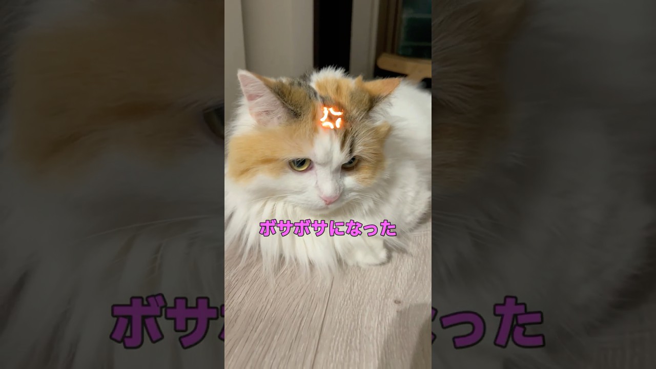 ボサボサにされて不機嫌になる猫 #cat #猫 #ねこ #マンチカン