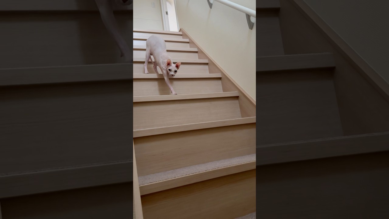 なかなか階段から降りて来ない毛のない猫【スフィンクス】