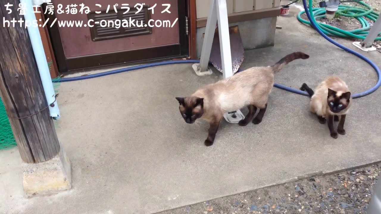 シャム猫シャム夫さんシャム子さん、カリカリ屋にご来店。 Siamese cats came to lunch.