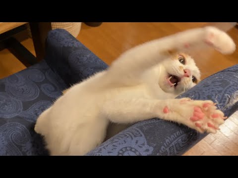 レオとおもちゃ