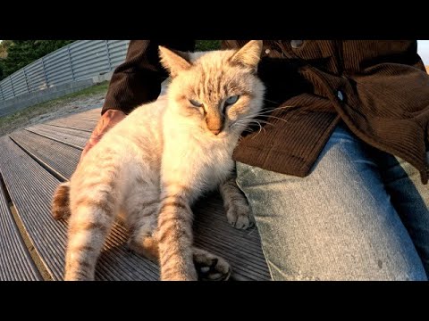 強烈に甘えてきた野良のシャム猫が懐いて寄りかかって可愛い