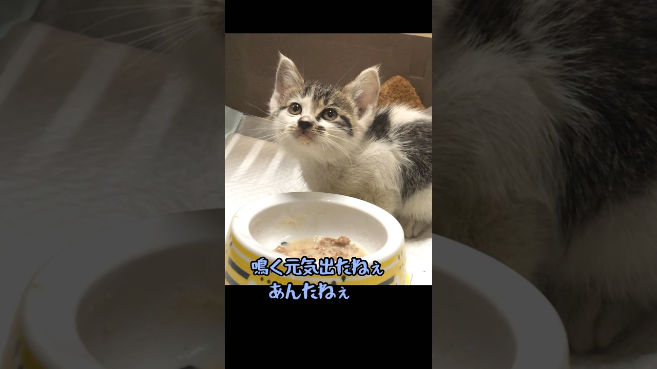 「うまいうまい」とご飯を食べる保護子猫   #子猫   #捨て猫 #野良猫