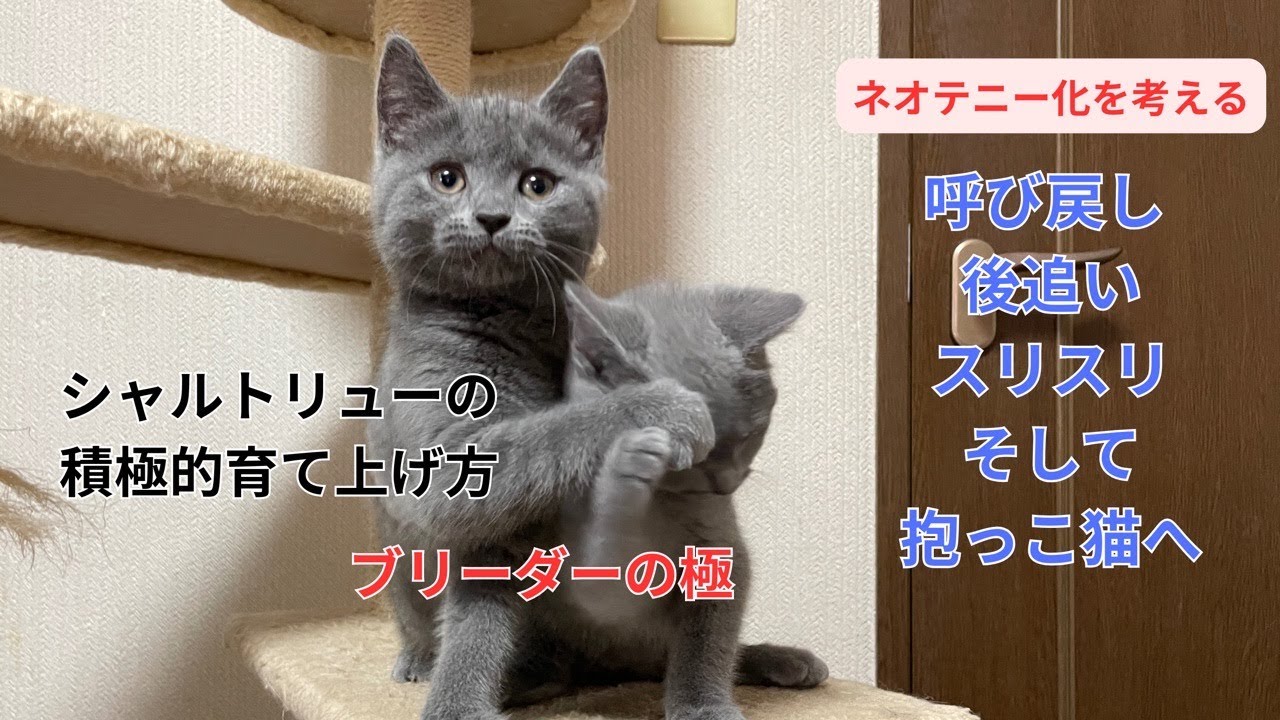 育て上げ方が大切【シャルトリュー子猫】小さな事からコツコツと