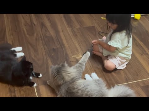 あまりのしつこさに幼児を絶望させる猫　サイベリアン