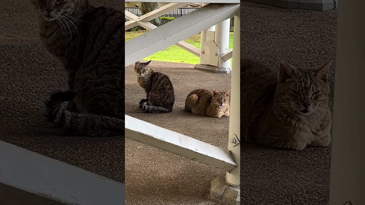 生まれた所や毛や目の色で一体僕の何が分かるというのだろう⁉️🐈‍⬛
