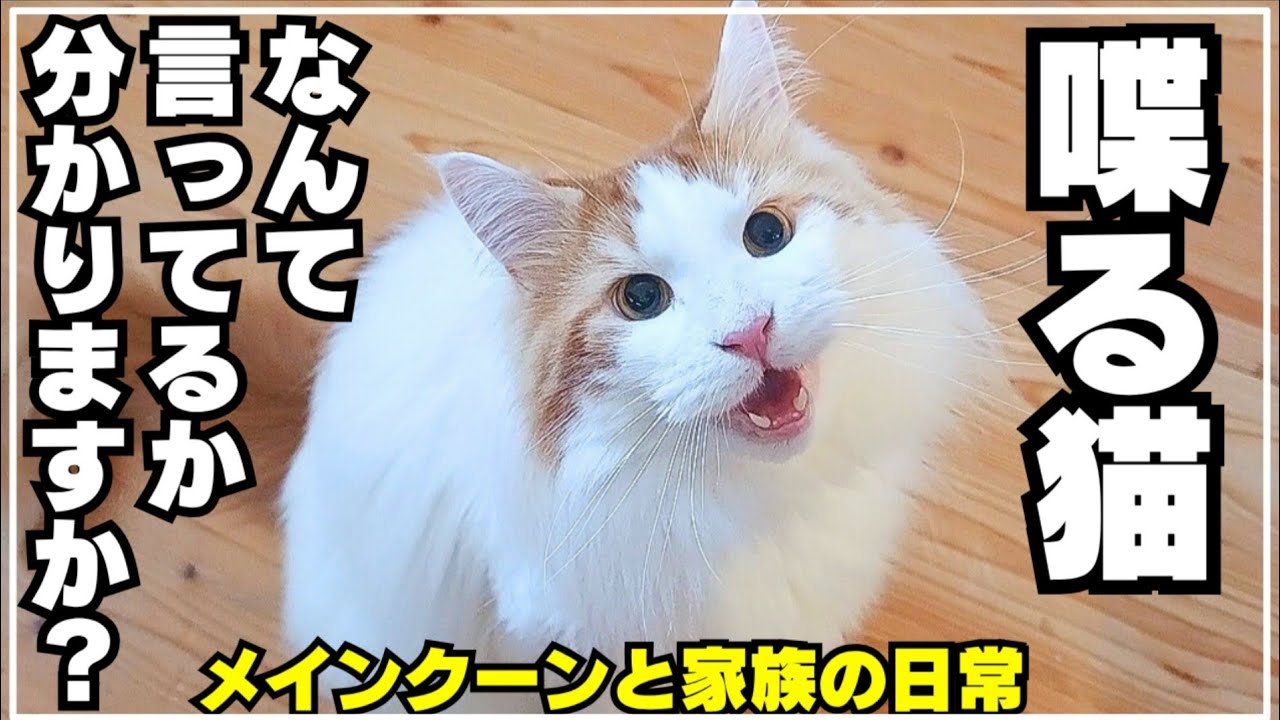 【喋る猫】メインクーンが必死に話しています。皆様はなんて言ってるか分かりますか？