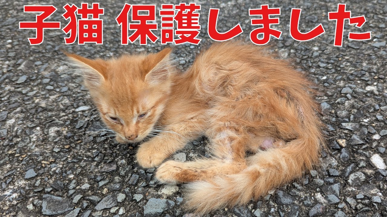ぽわげ記録 子猫保護しました