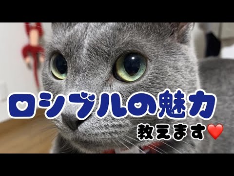ロシアンブルーの性格ってどうなの？？　これであなたも飼いたくなる？！