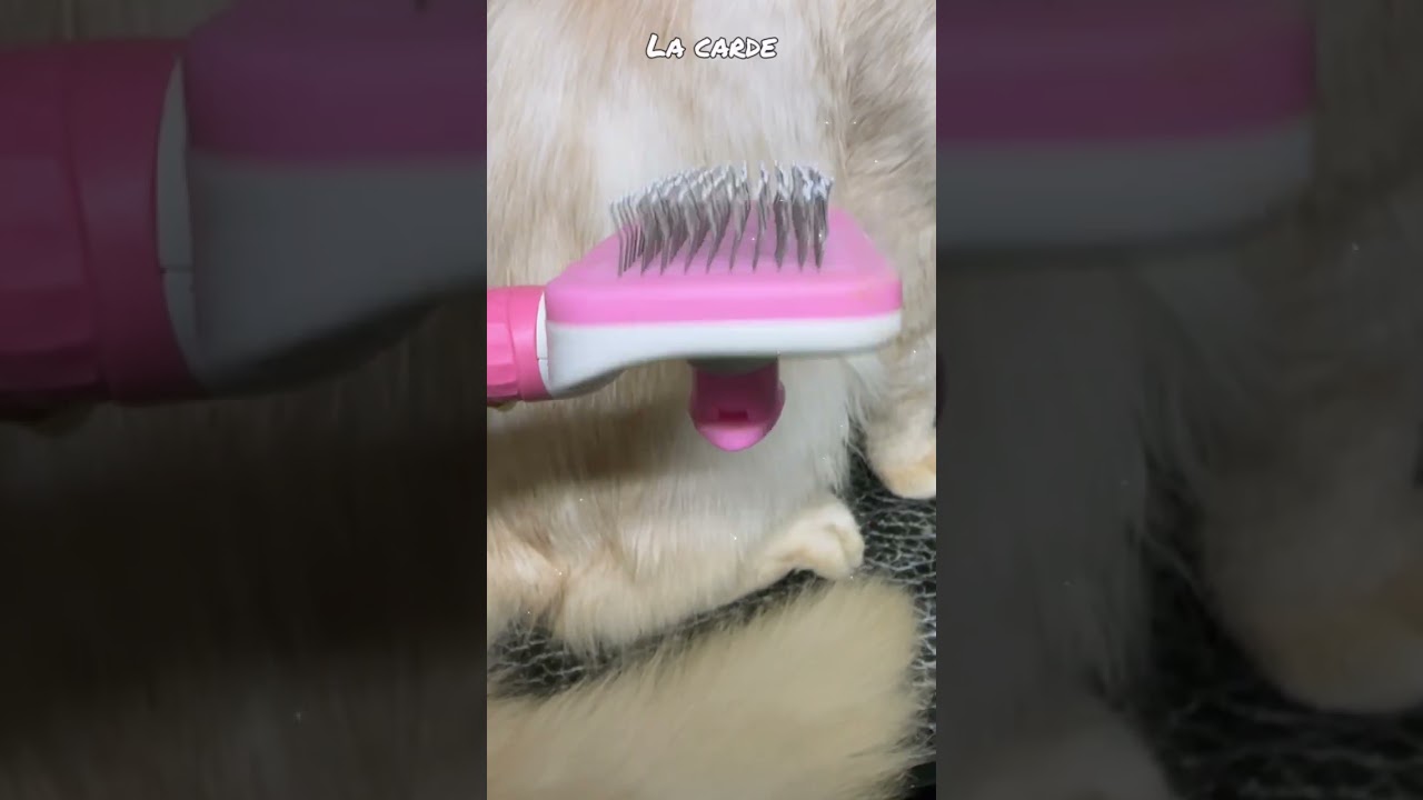 Etape d'un toilettage sur un Maine Coon