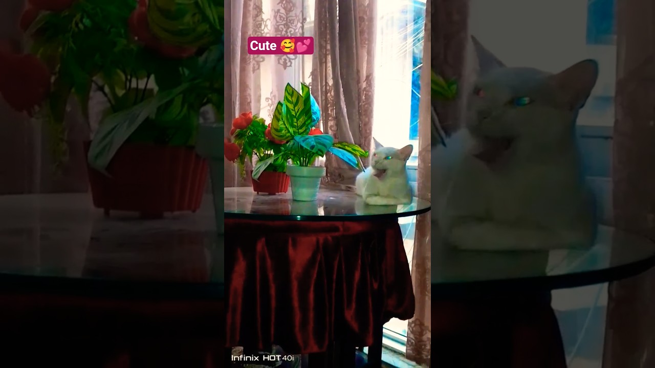 How i release my stress|Meditation to reduce ur all stress 💗😽🐕🐐