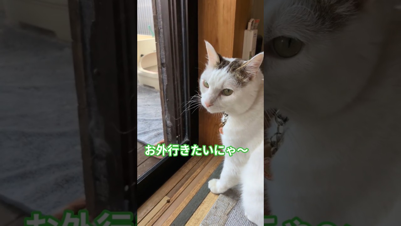 お外に行きたい猫のシロくん🐱