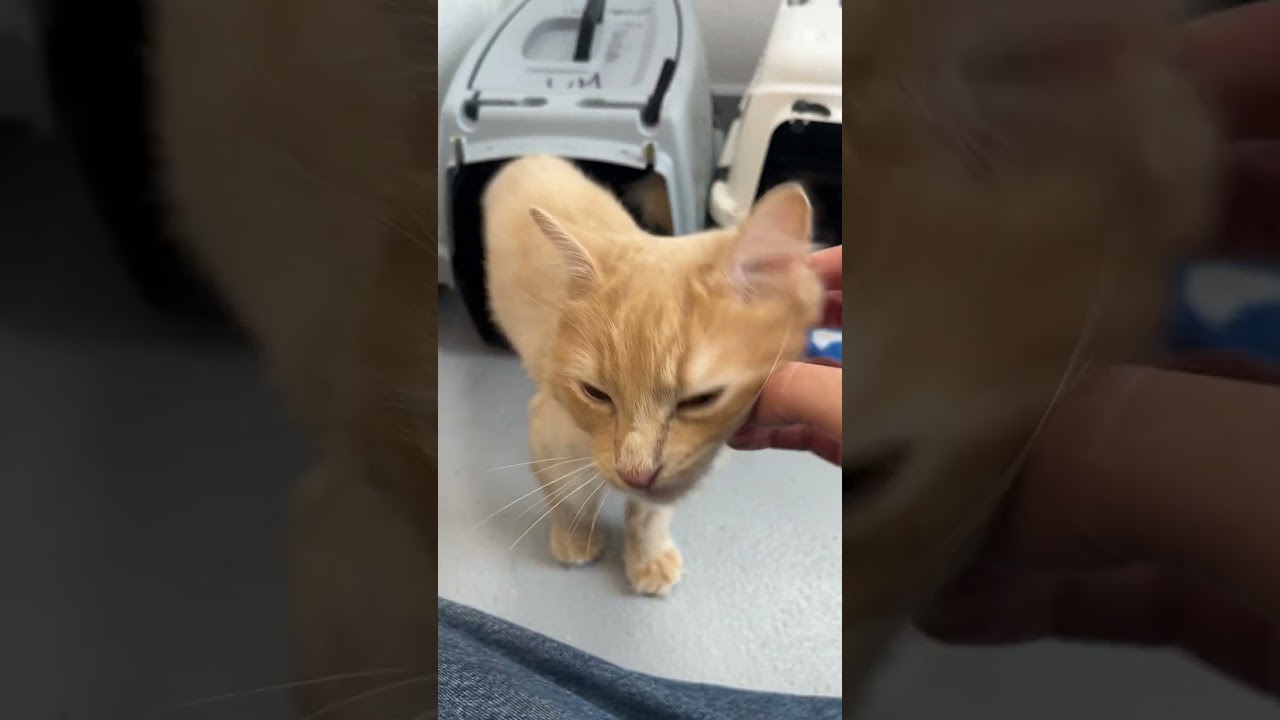 Masha : adoptée