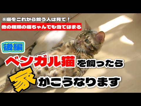 【ベンガル猫】ベンガル猫を飼ったら家がこうなります 後編