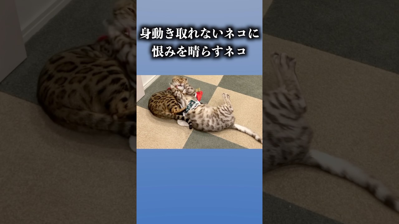 身動きとれないネコに恨みを晴らすネコ　#ベンガル #cat #ルトロゼ