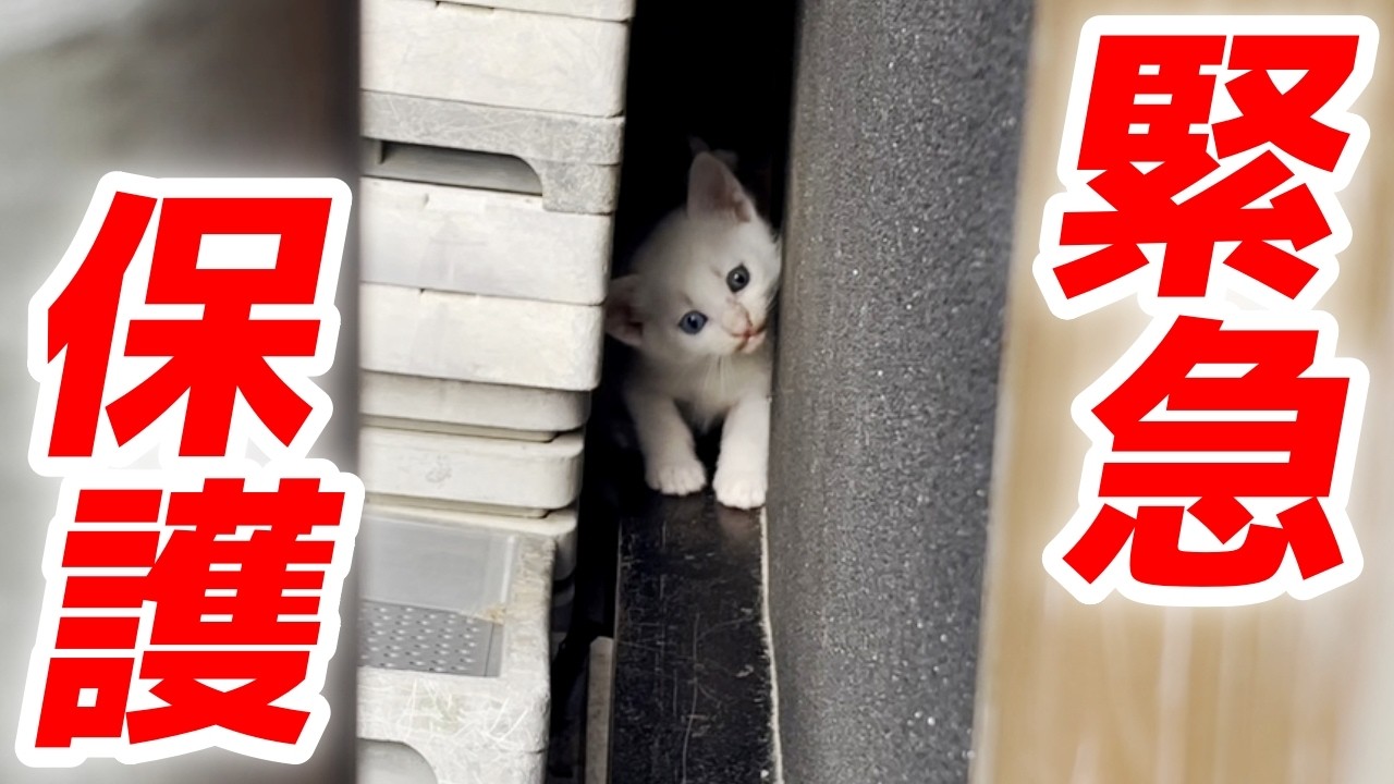 近所の野良猫が出産！過酷な環境にいた赤ちゃん猫を保護しました！【猫と人間の家族アナザーストーリー】