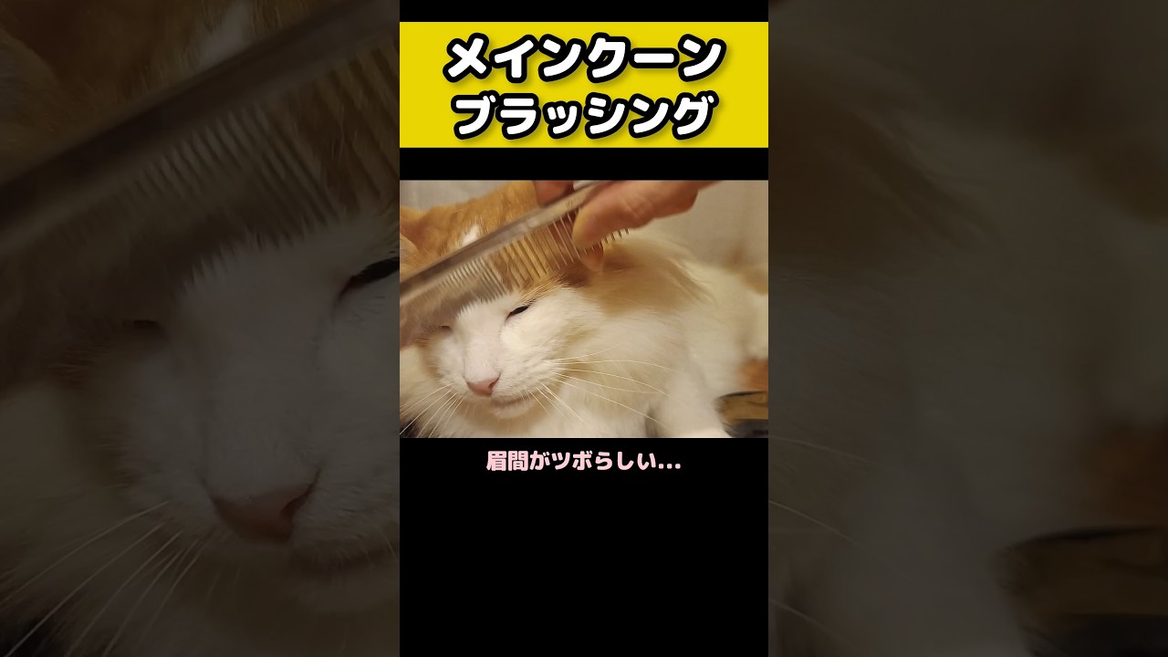 猫のツボ #猫のいる暮らし #猫 #メインクーン #cat #mainecoon #catlover​  #catshorts​ #cute​ #cutecat​ #fyp​
