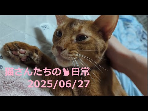 2025/06/27 猫さんたちの🐈日常😊  #ねこ #cat #猫 #बिल्ली  #マンチカン #アビシニアン #短足マンチカン #短足 #cute #abyssinian